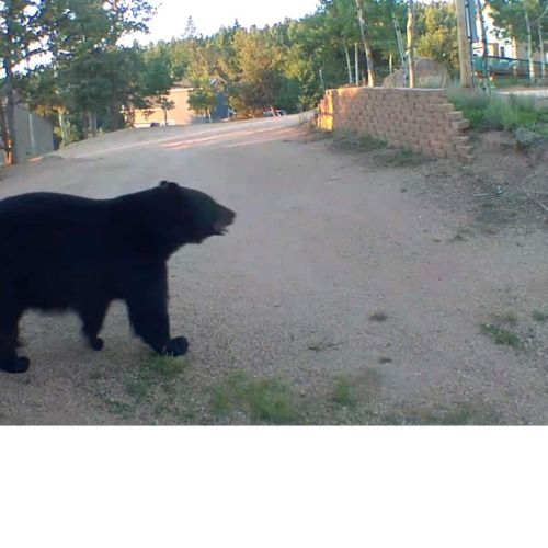 Bears and other wildlife frequently roam through the neighborhood.