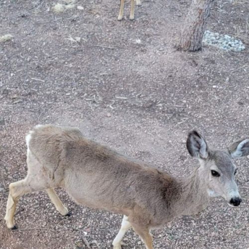 Deer frequently in the back yard