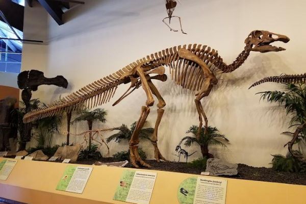 Rocky Mountain Dinosaur Resource Center