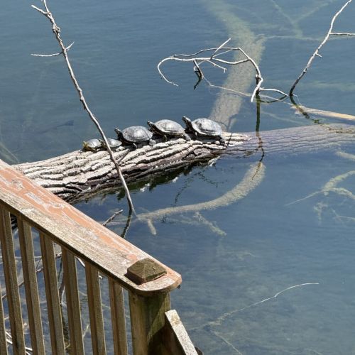 Real turtles spotted on a nearby log, a reminder of the charming wildlife you might encounter during your Funky Turtle stay.