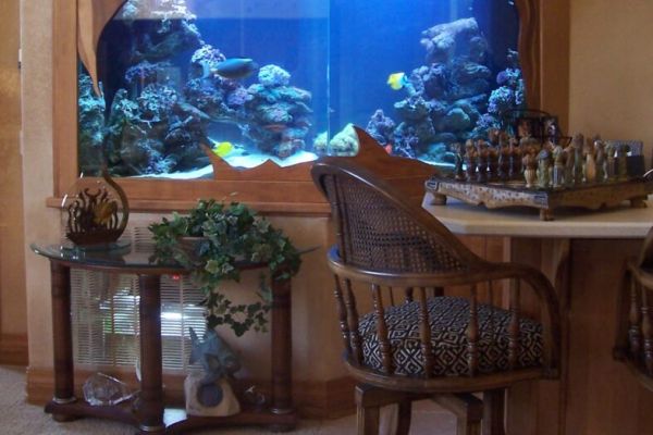 Delicate Beauty Aquariums