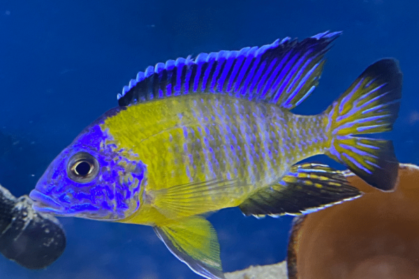Lake Michigan Cichlids