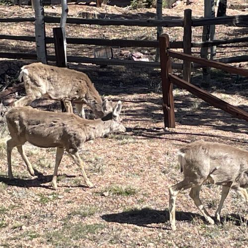 Deer frequently in the yard